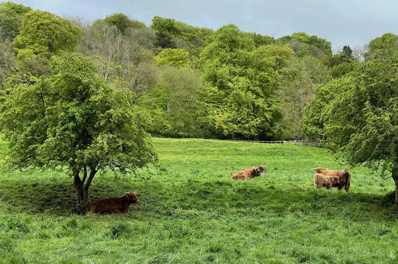 Cows lying down in a field